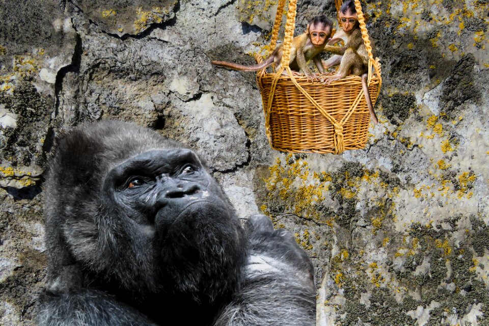 Young monkeys basket fear