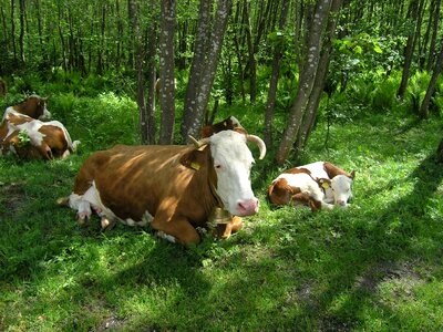 Beef cattle bovine photo
