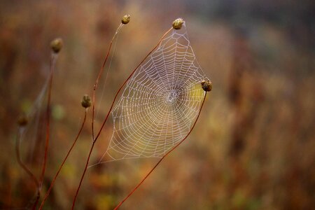 Place dew drops