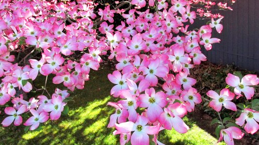 Dogwood garden nature