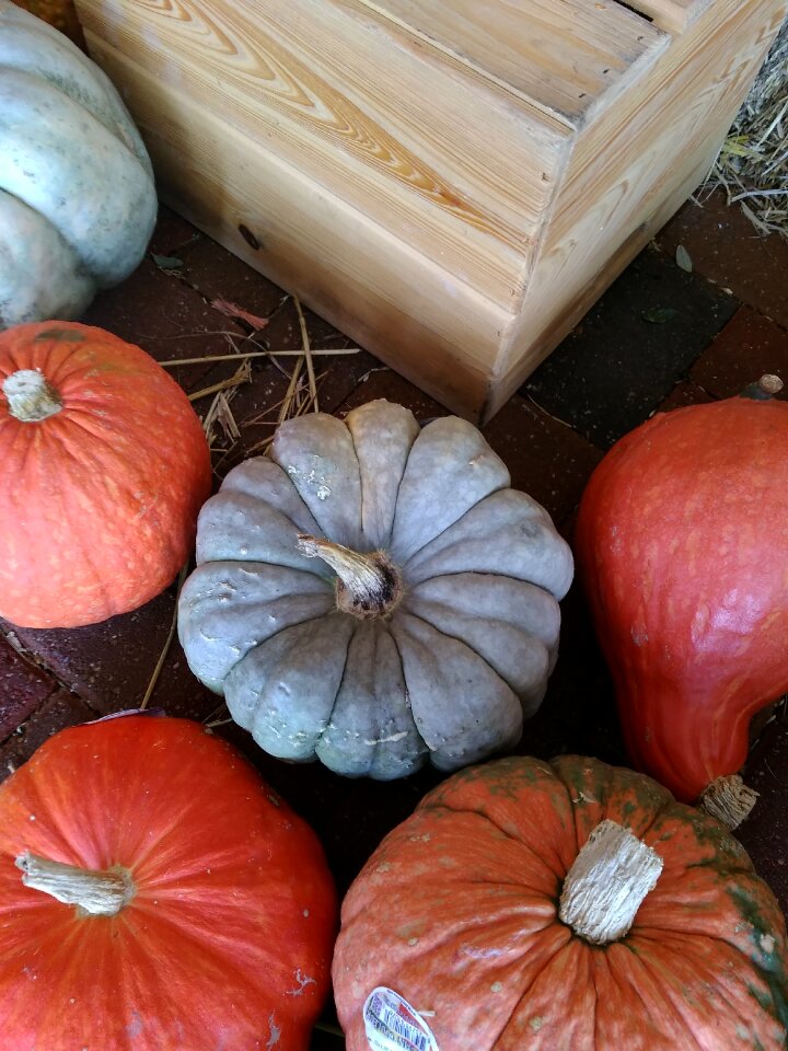 Oddly shaped pumpkin fall thanksgiving