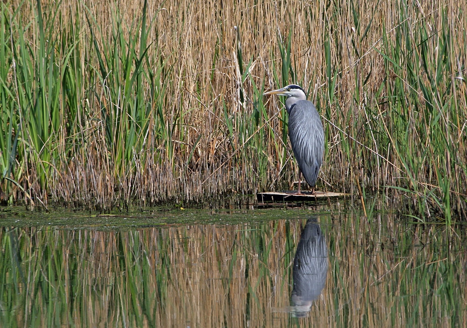 Standing water pond