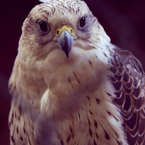 Flight pen predator