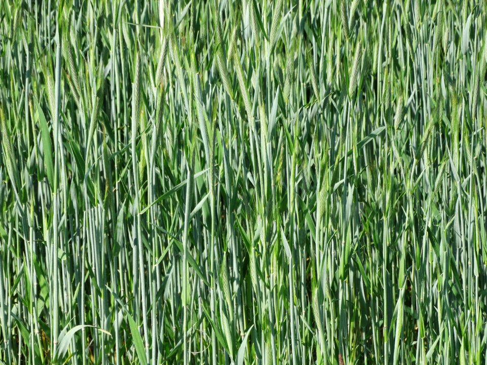 Green green wheat