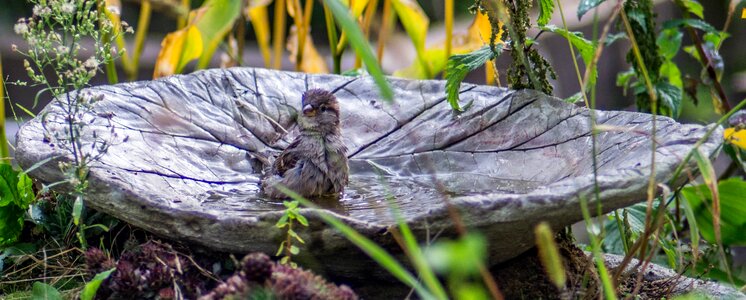 Sperling bird garden photo