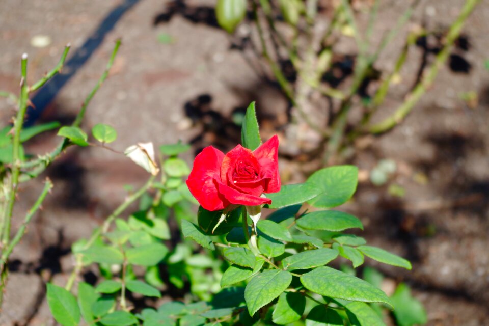 Roses park plant