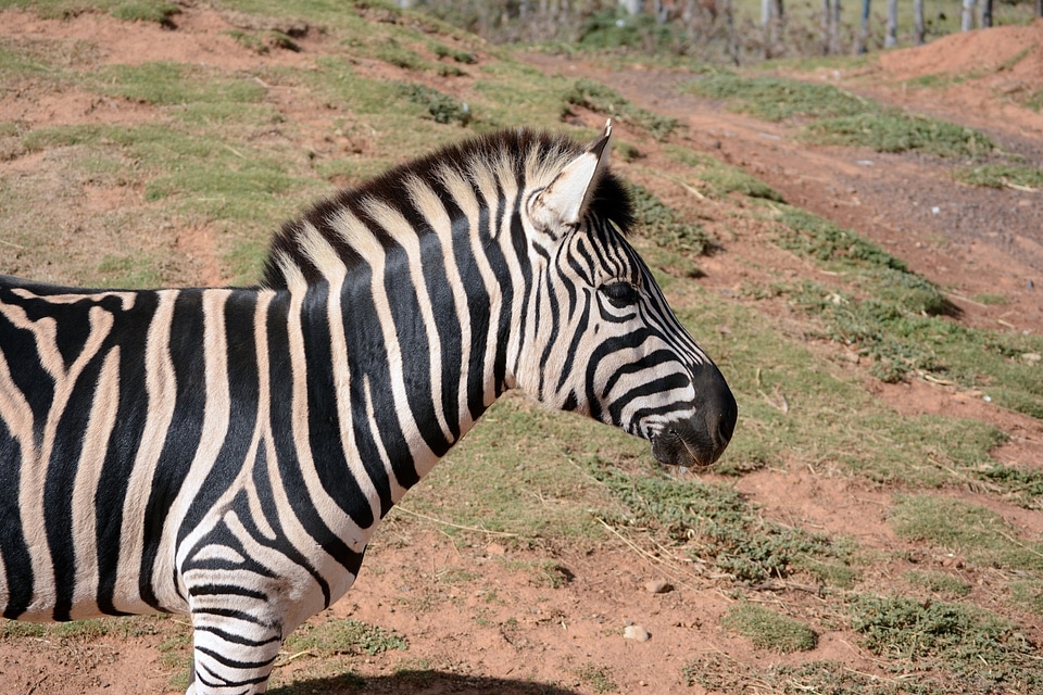Werribee park zoo zoo wildlife