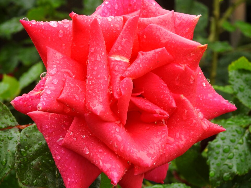 Pink drops of water rain
