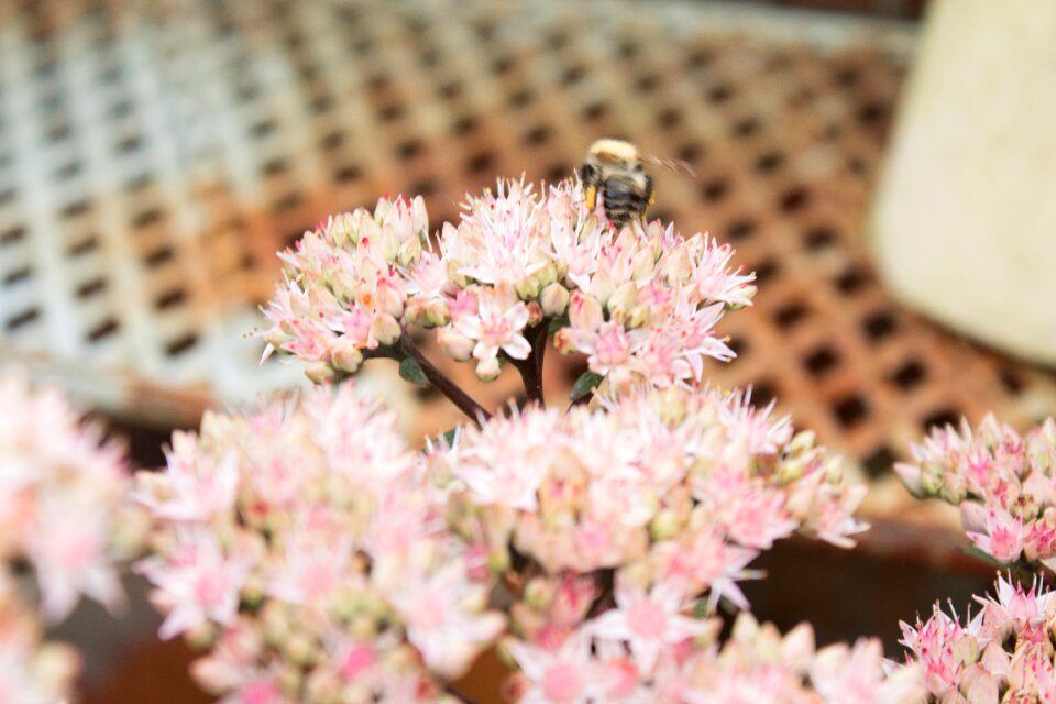 Summer bright flowers pollen