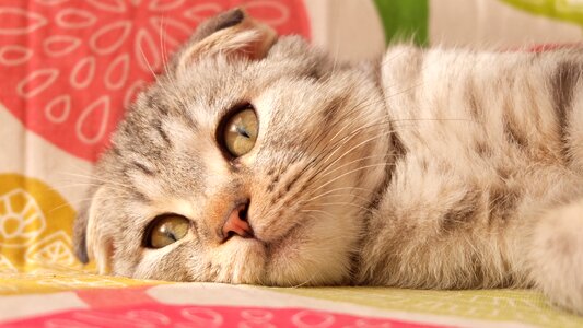 British short surface kitty
