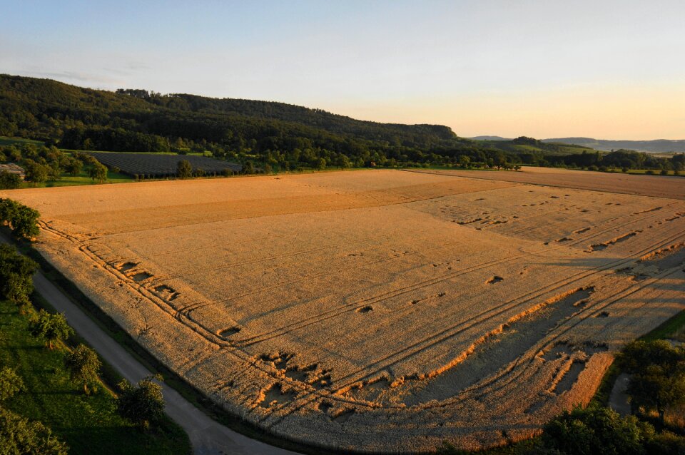 Field wheat field wheat