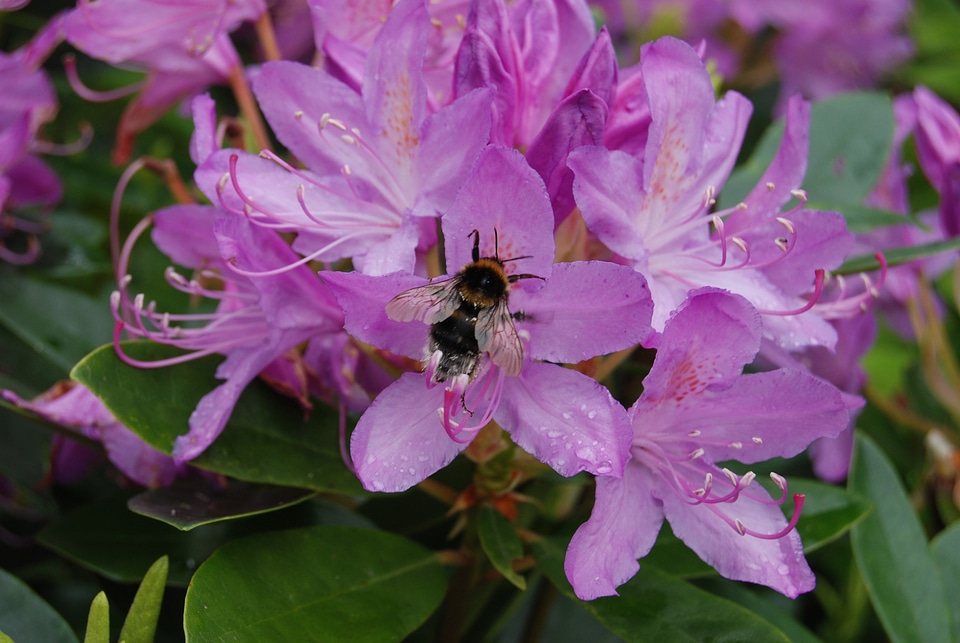 Insect floral plant