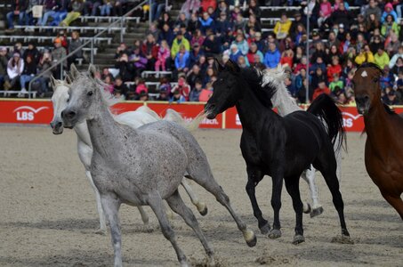 Silver herd white horse horses photo