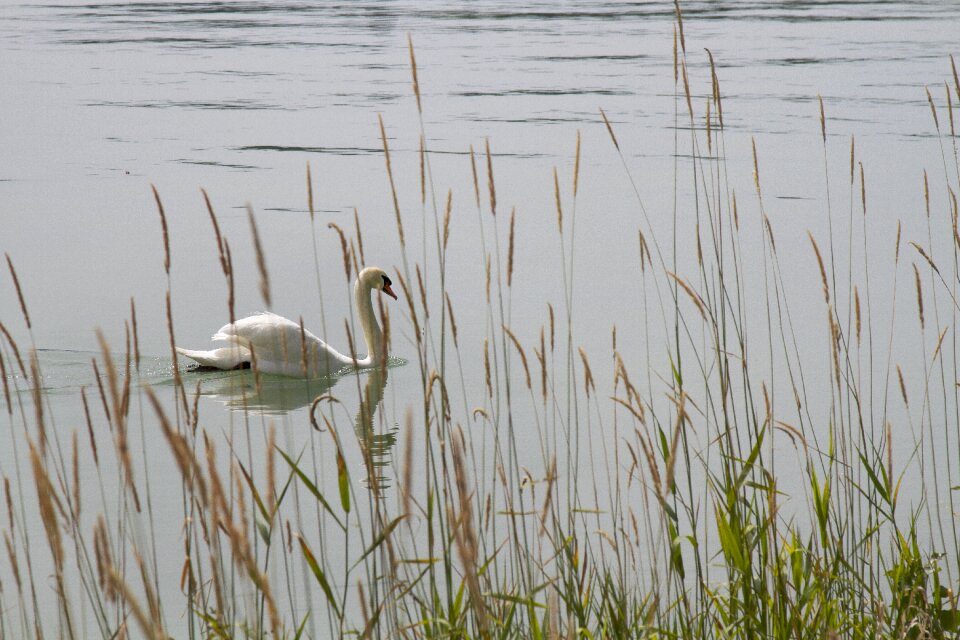 Mainau water bird water