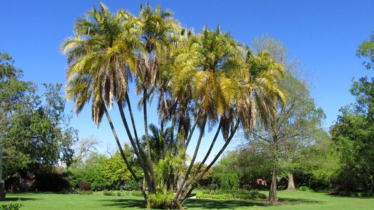 Palm tree park australian