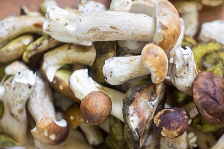 Collection white mushroom edible mushrooms