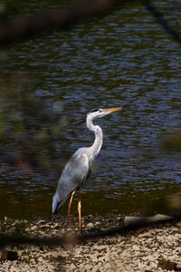 Wild birds heron gray heron photo