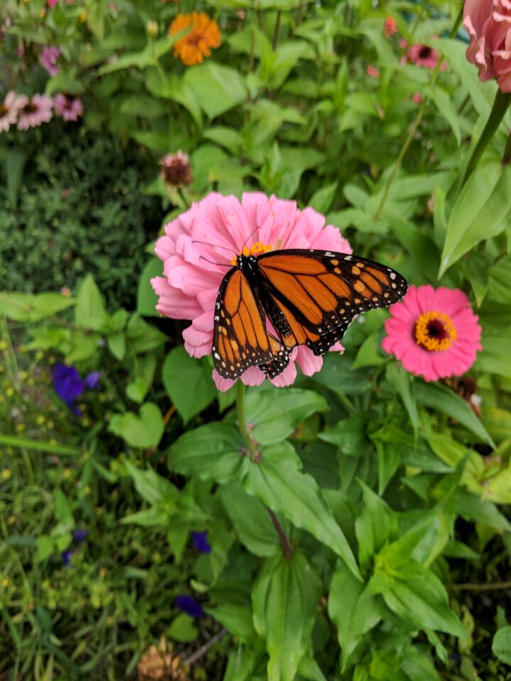 Pink garden