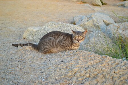 Feral cat animal photo
