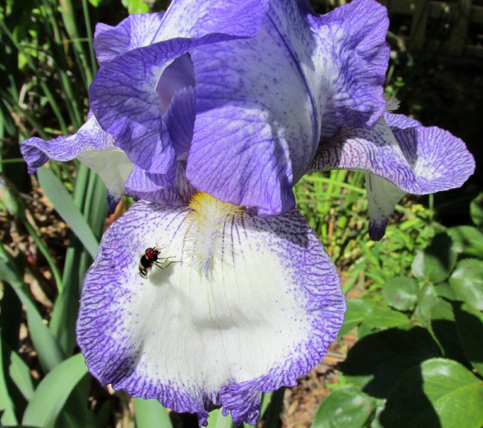 Spring iris plant