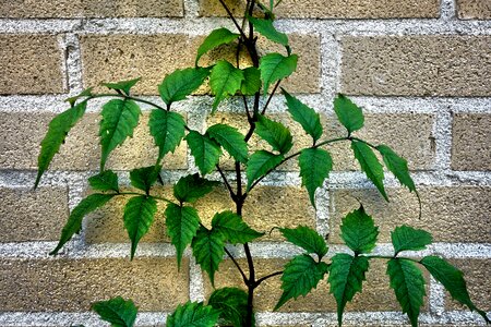 Foliage wall brick photo