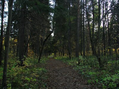 Nature trees pine photo