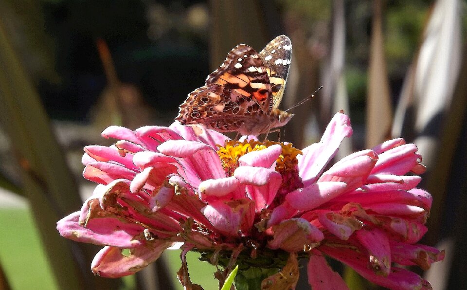 Zinnia garden butterfly