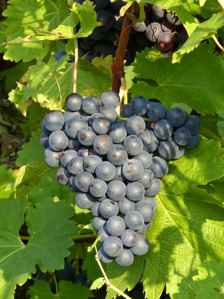 Autumn harvest blue grapes