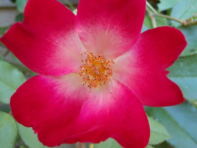 Pink flower flower petals photo