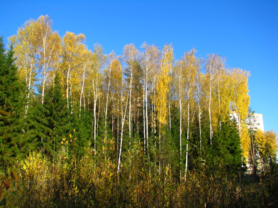 Christmas tree golden autumn sunny day photo