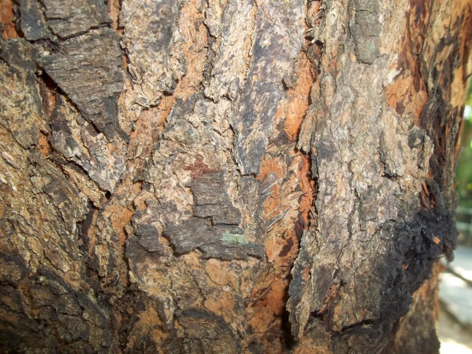 Wood texture background brown wooden