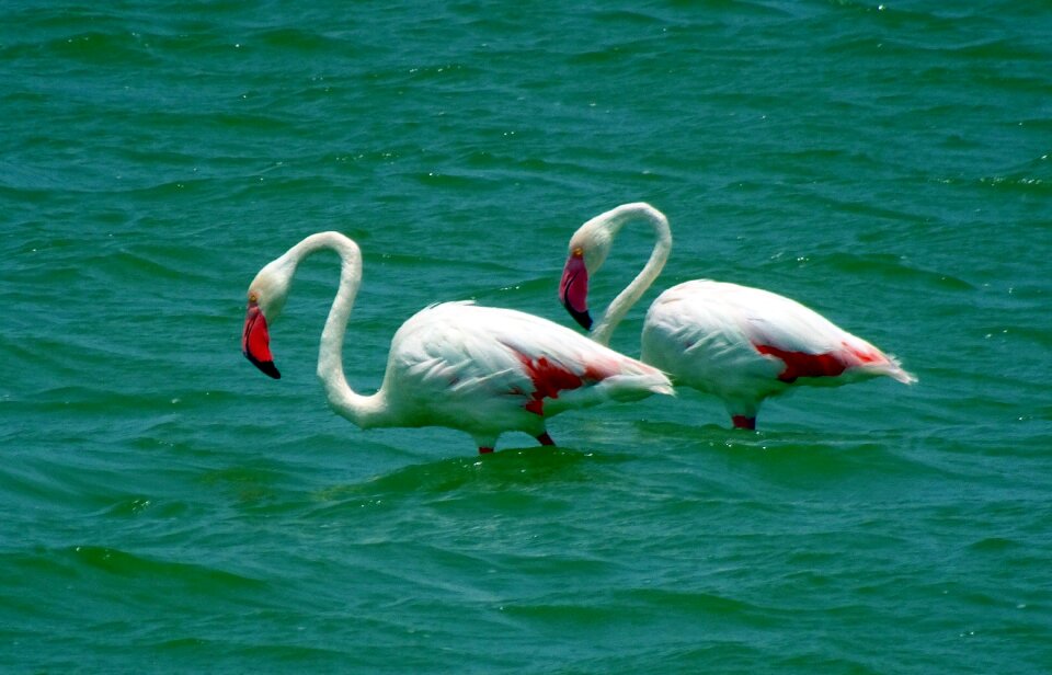 Wildlife nature flamingo