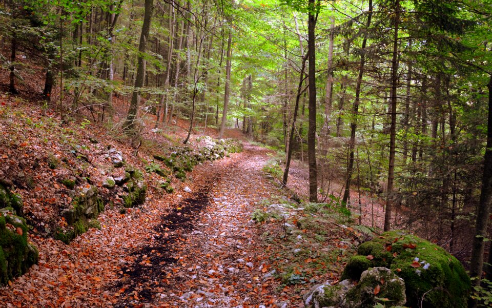 Tree autumn the european path