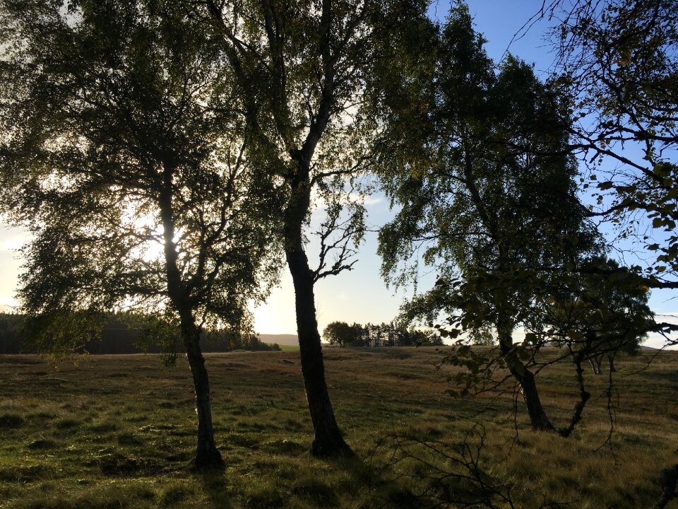 Sunrise grove atmospheric