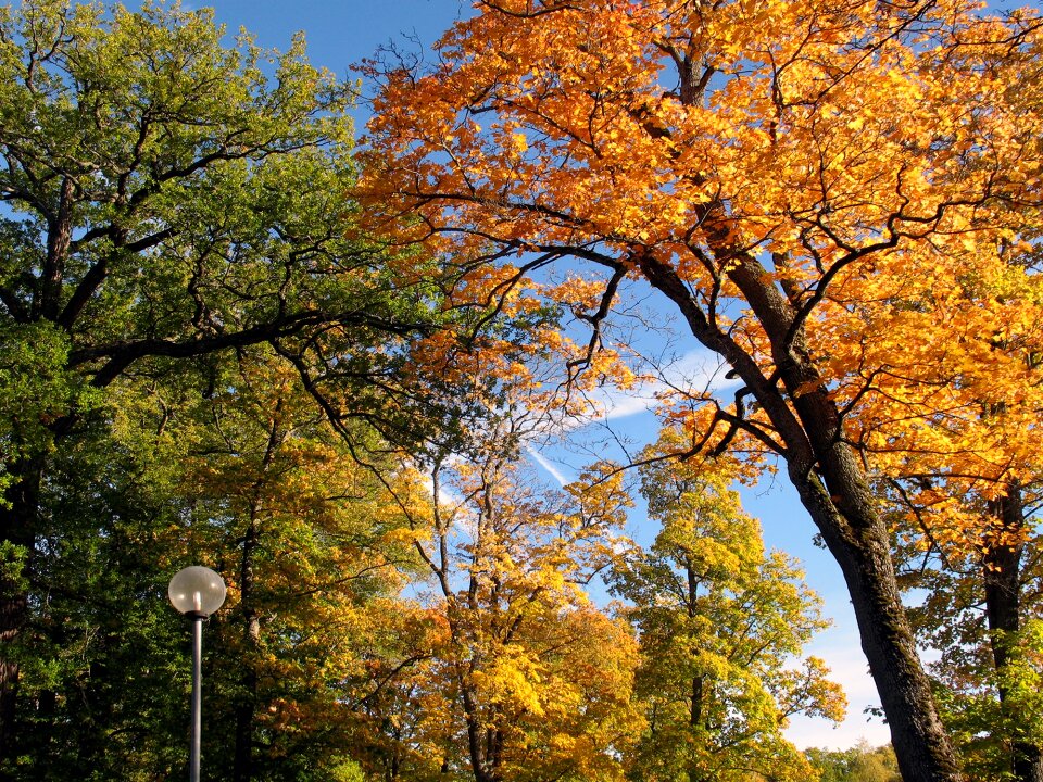 Yellow leaves autumn blue sky