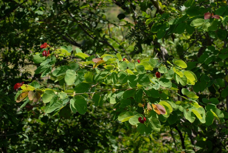 Mountain gro tlapa de comonfort