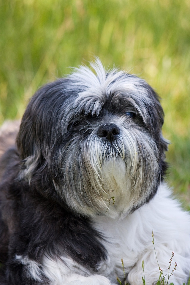 Pet pedigree breed