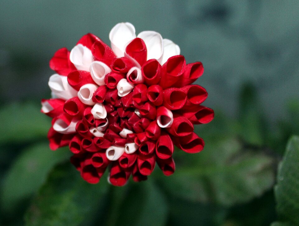 Beauty nature plant