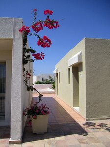 Europe plant flower