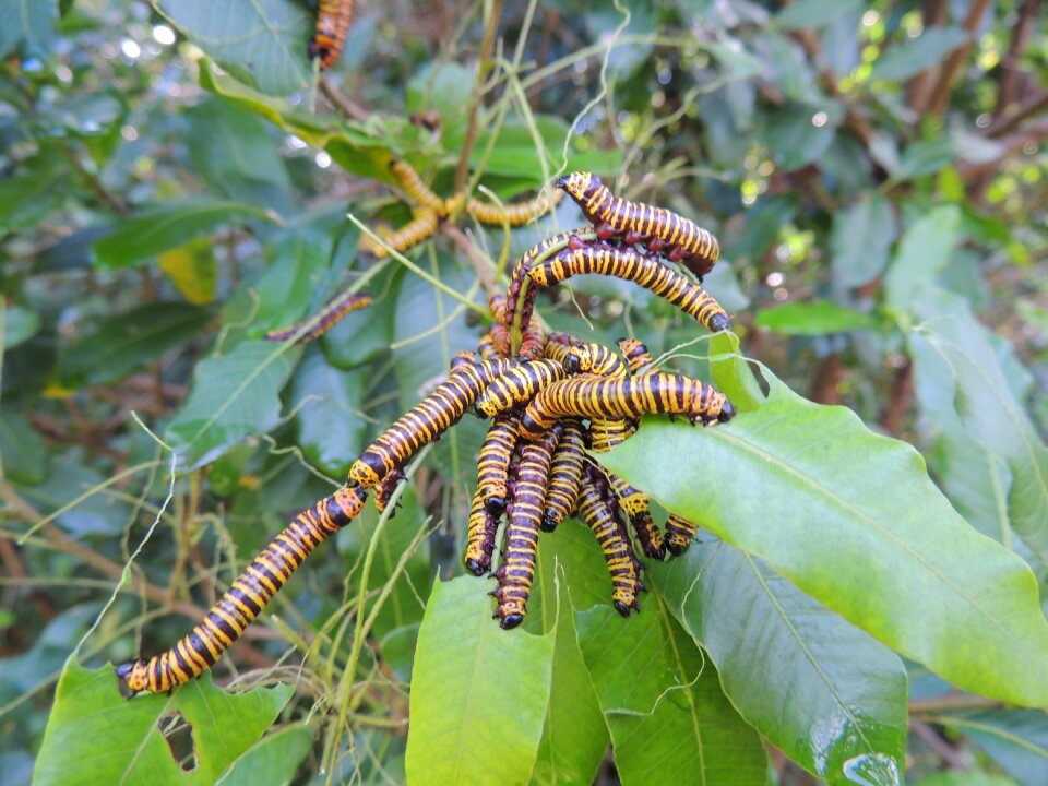Wrinkle caterpillar nature