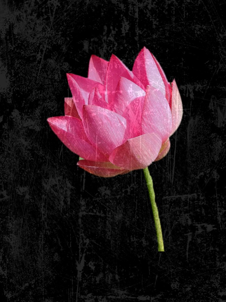 Flower water lily aquatic plant