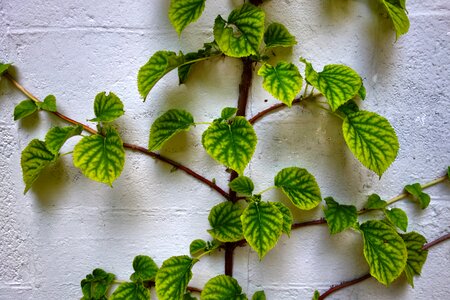 Branch foliage wall