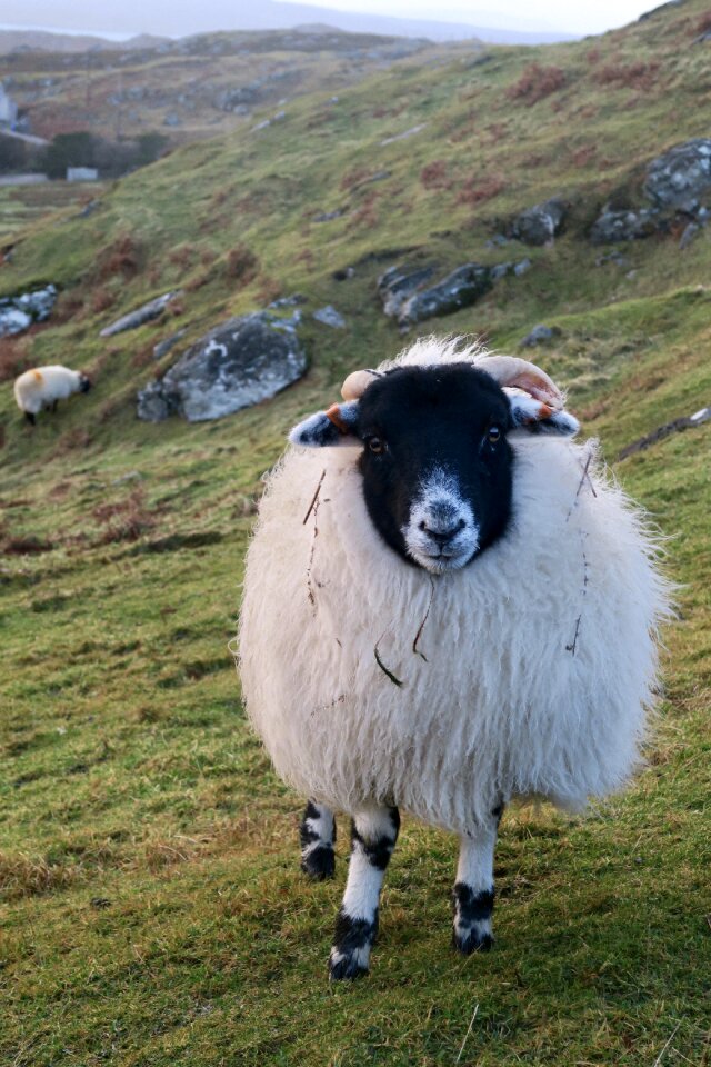 Animals sheep scotland