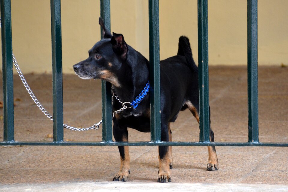 Small dog hybrid black