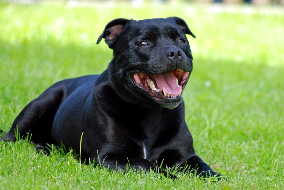 Animal dog staffordshire-bull-terrier