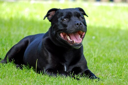 Animal dog staffordshire-bull-terrier photo