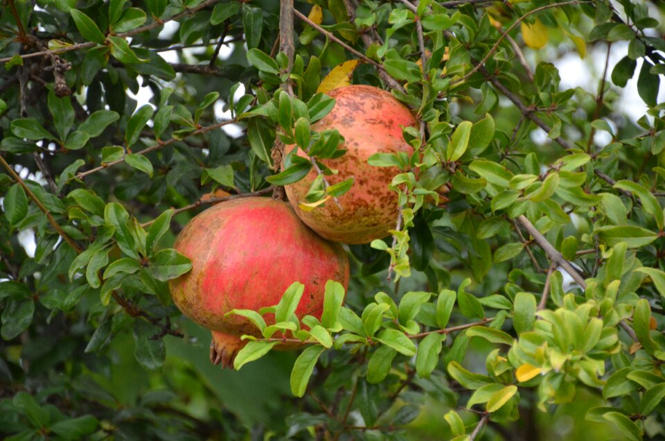 Red fruit healthy