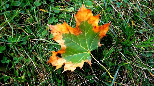 Autumn two-tone grass