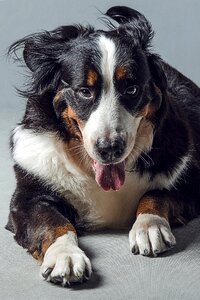 Animal dog bernese mountain dog photo