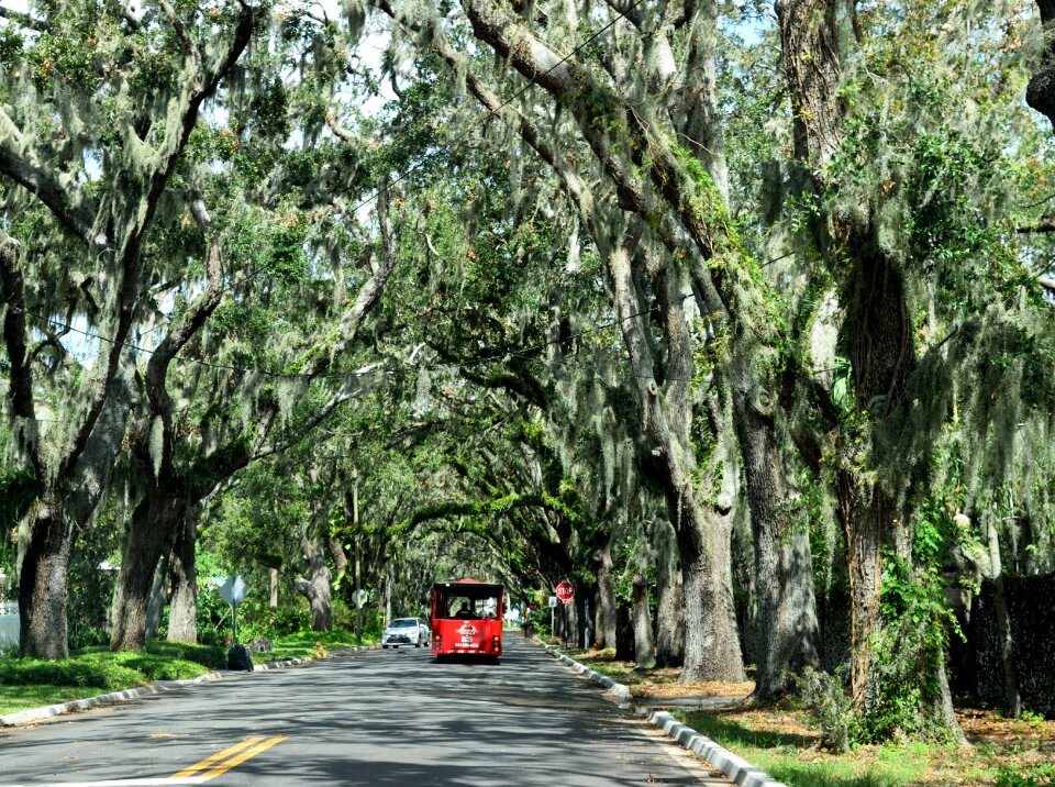 Spanish moss shaded trees